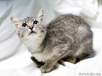 Котенок окраса «вискас» 6 мес. в дар - Изображение #2, Объявление #437898