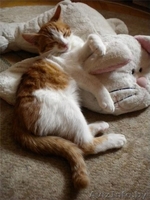 3-месячные котята-мальчики в добрые руки! - Изображение #3, Объявление #425842