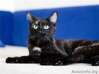 Сонечка примерная мурлыка - Изображение #1, Объявление #444034