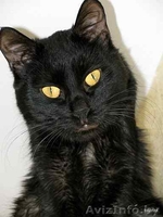 Изящная пантерка-кошка Лика - Изображение #3, Объявление #435563