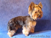 Стрижка собак в Минске!  - Изображение #2, Объявление #374066