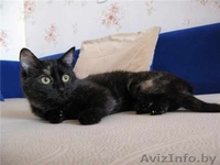 Сонечка примерная мурлыка - Изображение #2, Объявление #444034