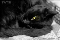 Изящная пантерка-кошка Лика - Изображение #4, Объявление #435563