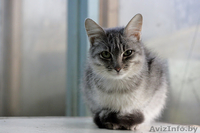 Котенок окраса «вискас» 6 мес. в дар - Изображение #3, Объявление #437898