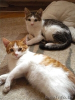 3-месячные котята-мальчики в добрые руки! - Изображение #6, Объявление #425842