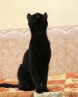 Изящная пантерка-кошка Лика - Изображение #5, Объявление #435563