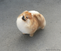 Померанский шпиц (карликовый) - Изображение #2, Объявление #437120