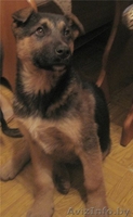 Овчаристые щенки в дар! - Изображение #1, Объявление #456098