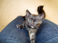 Адель и Марси - французские "шоколадки" с корицей. - Изображение #2, Объявление #442560