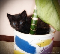 Адель и Марси - французские "шоколадки" с корицей. - Изображение #1, Объявление #442560