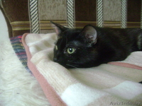 Сонечка примерная мурлыка - Изображение #6, Объявление #444034