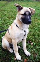 Ласковый овчаристый щенок в дар ! - Изображение #1, Объявление #426246