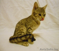 ДАР. Милые котята ищут заботливый хозяев! - Изображение #1, Объявление #427464