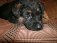 Щенки немецкой овчарки ГДР линии от профессионального кинолога - Изображение #1, Объявление #426247