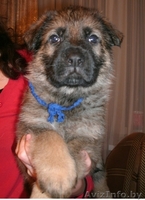 Щенки немецкой овчарки ГДР линии от профессионального кинолога - Изображение #2, Объявление #426247