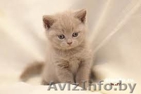 Мягкие и пушистые любимцы - Изображение #2, Объявление #434686