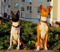 Ожидаются щенки басенджи - Изображение #1, Объявление #427760