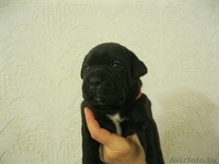 Щенки Кане корсо - Изображение #1, Объявление #425234