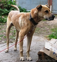 Деймонд - метис шарпея – в хорошие руки! - Изображение #4, Объявление #456102