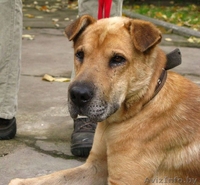 Деймонд - метис шарпея – в хорошие руки! - Изображение #3, Объявление #456102