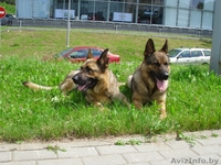 Щенки немецкой овчарки ГДР линии от профессионального кинолога - Изображение #3, Объявление #426247