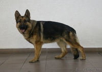 Щенки немецкой овчарки ГДР линии от профессионального кинолога - Изображение #7, Объявление #426247