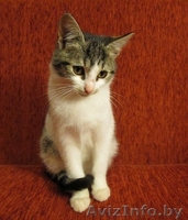 ДАР. Милые котята ищут заботливый хозяев! - Изображение #5, Объявление #427464