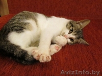 ДАР. Милые котята ищут заботливый хозяев! - Изображение #6, Объявление #427464