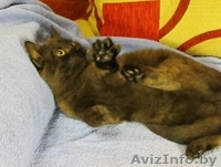 ДАР. Милые котята ищут заботливый хозяев! - Изображение #7, Объявление #427464