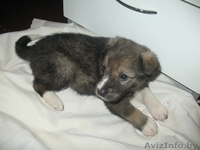   Месячный чудо-щенок в дар! - Изображение #3, Объявление #428687