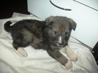   Месячный чудо-щенок в дар! - Изображение #2, Объявление #428687