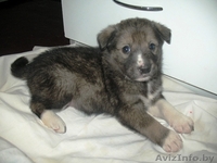   Месячный чудо-щенок в дар! - Изображение #1, Объявление #428687