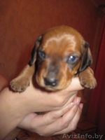 Щенки таксы ищют любищих хозяев - Изображение #3, Объявление #435140