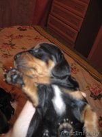 Щенки таксы ищют любищих хозяев - Изображение #4, Объявление #435140