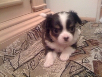 продаются щенки чихуа-хуа - Изображение #2, Объявление #430046