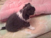 продаются щенки чихуа-хуа - Изображение #6, Объявление #430046