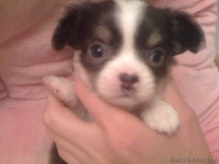 продаются щенки чихуа-хуа - Изображение #3, Объявление #430046