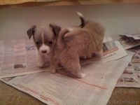 продаются щенки чихуа-хуа - Изображение #4, Объявление #430046