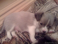 продаются щенки чихуа-хуа - Изображение #5, Объявление #430046