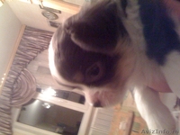 продаются щенки чихуа-хуа - Изображение #7, Объявление #430046