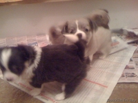 продаются щенки чихуа-хуа - Изображение #8, Объявление #430046