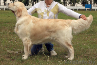 Голден (золотистого) ретривера щенки от выездной вязки - Изображение #4, Объявление #435172