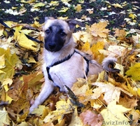 Ласковый овчаристый щенок в дар ! - Изображение #4, Объявление #426246