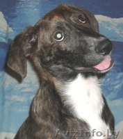 Щенок ждёт любящего хозяина - Изображение #1, Объявление #446597