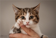 Разные красивые котятки в дар! - Изображение #1, Объявление #432308