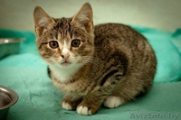 Разные красивые котятки в дар! - Изображение #3, Объявление #432308