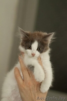 Разные красивые котятки в дар! - Изображение #4, Объявление #432308