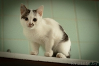 Разные красивые котятки в дар! - Изображение #2, Объявление #432308