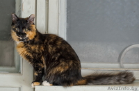 Мика – трёхцветка ищет дом! - Изображение #1, Объявление #429110