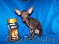 Профессиональный питомник той-терьеров КСУ-FCI, щенки, вязки, доставка - Изображение #2, Объявление #430741